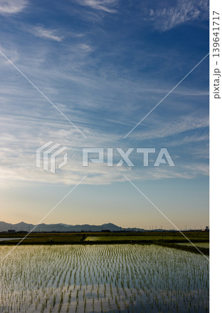 田植え直後の田んぼと青空 初夏の日本の田園風景 田植え直後の田んぼと青空 初夏の日本の田園風景 139641717