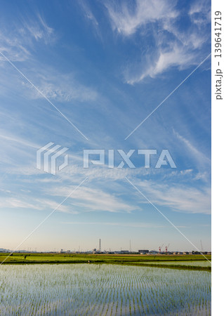 田植え直後の田んぼと青空 初夏の日本の田園風景 田植え直後の田んぼと青空 初夏の日本の田園風景 139641719