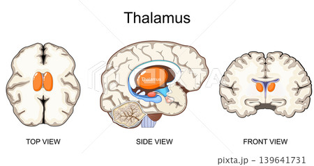 Thalamus. Human brain anatomy. Cross section of brain. Side view, top view, and front view of Thalamus. Thalamus. Human brain anatomy. Cross section of brain. Side view, top view, and front view of Thalamus. 139641731
