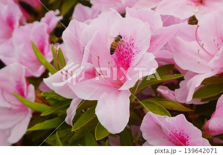 ツツジの花にとまるミツバチ|受粉・春の自然と生態のクローズアップ ツツジの花にとまるミツバチ|受粉・春の自然と生態のクローズアップ 139642071