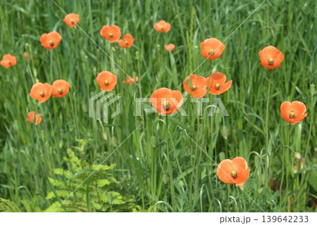 ナガミヒナゲシの花 139642233
