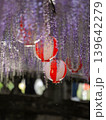 藤の花の中に点在する紅白の提灯　(福岡県・中山の大藤) 139642279