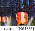 藤の花とそれを照らす提灯　(福岡県・中山の大藤) 139642281