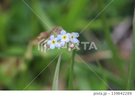 春の野原に咲く淡い水色のキュウリグサの小さな花 春の野原に咲く淡い水色のキュウリグサの小さな花 139642289