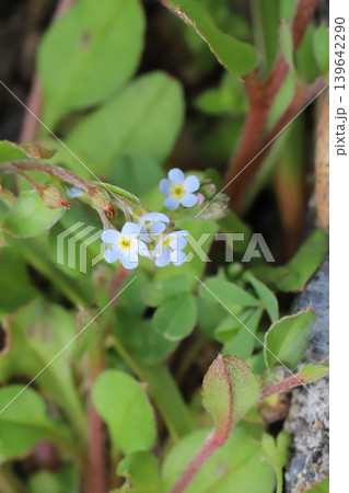 春の野原に咲く淡い水色のキュウリグサの小さな花 139642290