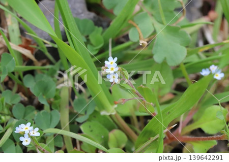 春の野原に咲く淡い水色のキュウリグサの小さな花 春の野原に咲く淡い水色のキュウリグサの小さな花 139642291