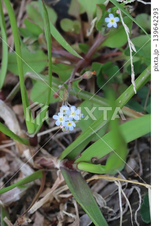 春の野原に咲く淡い水色のキュウリグサの小さな花 春の野原に咲く淡い水色のキュウリグサの小さな花 139642293
