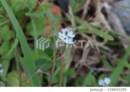 春の野原に咲く淡い水色のキュウリグサの小さな花 春の野原に咲く淡い水色のキュウリグサの小さな花 139642295