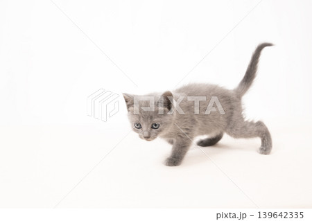 白バックと尻尾を上げたシャルトリューの仔猫 白バックと尻尾を上げたシャルトリューの仔猫 139642335