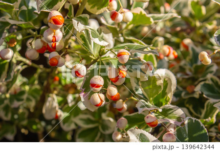 Close-up of Euonymus fortunei, Fortune's spindle plant leaves and orange berries. Close-up of Euonymus fortunei, Fortune's spindle plant leaves and orange berries. 139642344