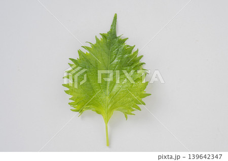 青しその葉 青しその葉 139642347