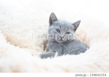 白バックとベッドに入ったシャルトリューの仔猫 139642354