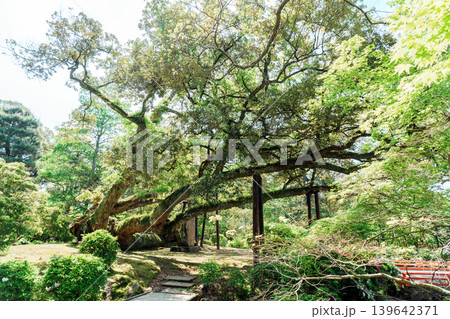 春日大社 萬葉植物園の風景 春日大社 萬葉植物園の風景 139642371