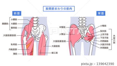 お尻、股関節まわりの筋肉 139642390