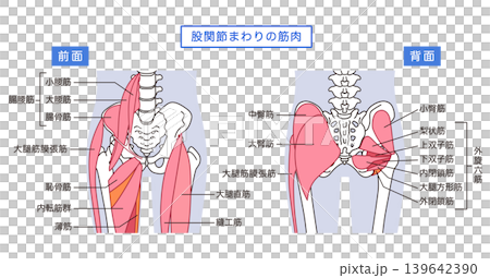 お尻、股関節まわりの筋肉 139642390