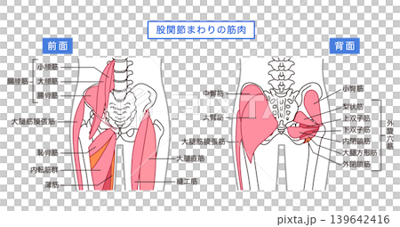 臀部和髖關節周圍的肌肉 臀部和髖關節周圍的肌肉 139642416