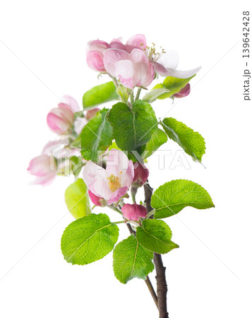 Spring apple blossom isolated on white background. Branch of flowering apple tree with pink and white flowers and green leaves. Clipping path. 139642428