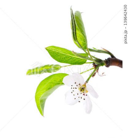Pear tree blossoms isolated on white background. Branch of flowering pear with white flowers and green leaves in spring. Clipping path. Pear tree blossoms isolated on white background. Branch of flowering pear with white flowers and green leaves in spring. Clipping path. 139642430