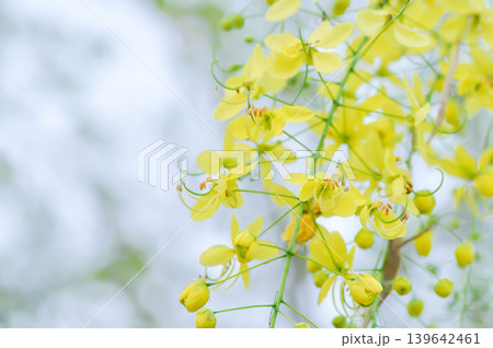 Golden shower , Cassia fistula or pudding pipe tree or Cassia fistula Linn and sky 139642461