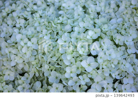 Close-up White Hydrangea Flowers, Blooming White Hortensia, Hydrangea Paniculata textured background. Beautiful White Flowers Summer Garden Textured background. Close-up White Hydrangea Flowers, Blooming White Hortensia, Hydrangea Paniculata textured background. Beautiful White Flowers Summer Garden Textured background. 139642493