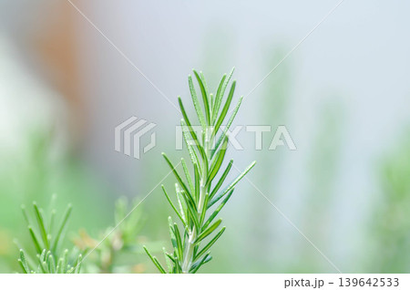 rosemary, rosemary plant or Salvia rosmarinus Spenn or Rosmarinus officinalis L or Lamiaceae plant 139642533