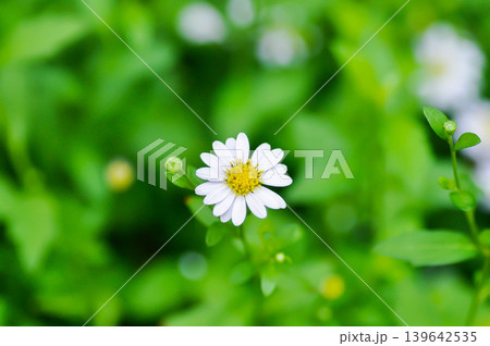 Argyranthemum frutescens, white marguerite or Asteraceae or Margaret or daisy or white flower Argyranthemum frutescens, white marguerite or Asteraceae or Margaret or daisy or white flower 139642535