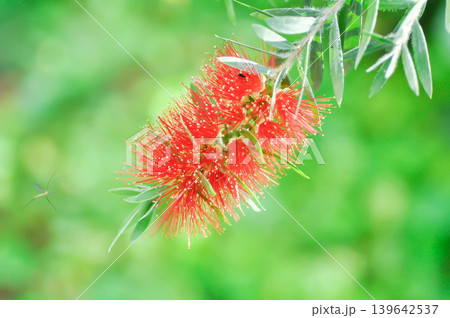 Bottle brush tree or Curtis Skeels or Callistemon citrinus var splendens Stapf or Crimson bottle brush or MYRTACEAE or Stiff Bottlebrush , red flower Bottle brush tree or Curtis Skeels or Callistemon citrinus var splendens Stapf or Crimson bottle brush or MYRTACEAE or Stiff Bottlebrush , red flower 139642537