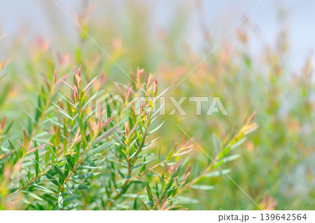 Juniperus sp, CUPRESSACEAE or pink plant Juniperus sp, CUPRESSACEAE or pink plant 139642564