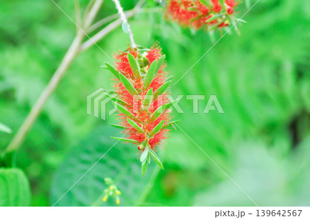 Bottle brush tree or Curtis Skeels or Callistemon citrinus var splendens Stapf or Crimson bottle brush or  MYRTACEAE or Stiff Bottlebrush , red flower 139642567