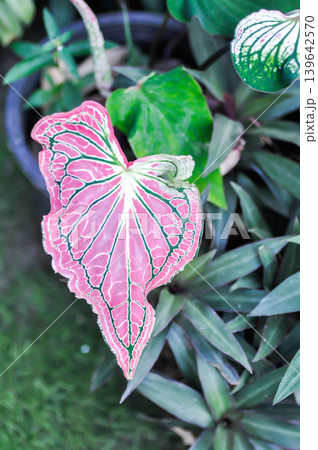 Caladium ,Caladium ThaiBeauty or Dieffenbachia seguine or Caladium bicolor or Araceae or pink leaf 139642570