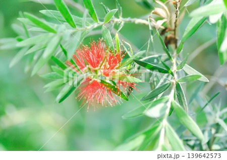 Bottle brush tree or Curtis Skeels or Callistemon citrinus var splendens Stapf or Crimson bottle brush or MYRTACEAE or Stiff Bottlebrush , red flower Bottle brush tree or Curtis Skeels or Callistemon citrinus var splendens Stapf or Crimson bottle brush or MYRTACEAE or Stiff Bottlebrush , red flower 139642573