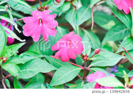 Balsaminaceae, Impatiens hawkeri W Bull New Guinea Hybrids or New Guinea Impatiens or fuchsia color flower or pink flower Balsaminaceae, Impatiens hawkeri W Bull New Guinea Hybrids or New Guinea Impatiens or fuchsia color flower or pink flower 139642656