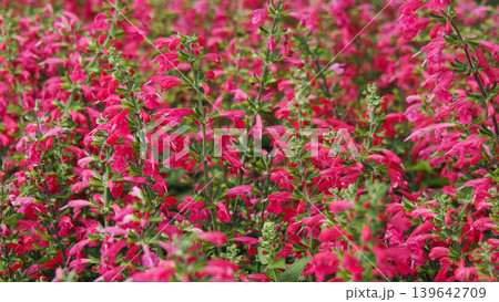 Vibrant field of blooming pink Salvia flowers, natural floral background 139642709