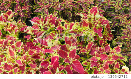 Vibrant colorful Coleus plant foliage with red and yellow pattern in garden Vibrant colorful Coleus plant foliage with red and yellow pattern in garden 139642711