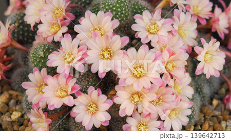 Close-up of beautiful blooming pink flowers on Mammillaria cactus in a pot Close-up of beautiful blooming pink flowers on Mammillaria cactus in a pot 139642713