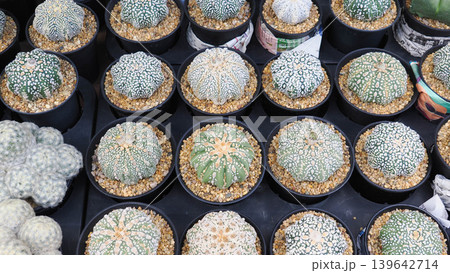 Collection of assorted Astrophytum and Mammillaria cactus in black pots Collection of assorted Astrophytum and Mammillaria cactus in black pots 139642714