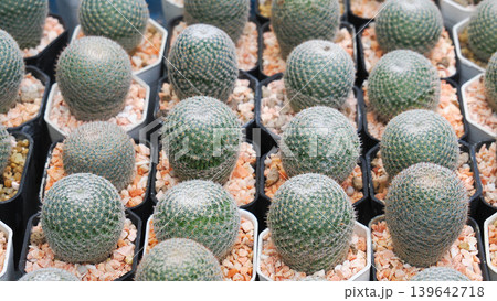 Close-up of cute fluffy Mammillaria cactus with small pink flowers in a white pot Close-up of cute fluffy Mammillaria cactus with small pink flowers in a white pot 139642718