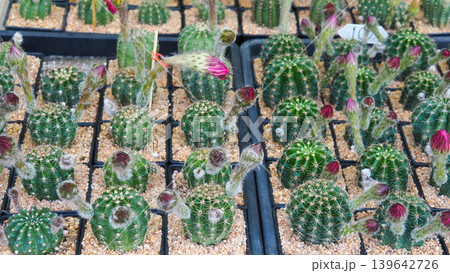 Collection of small green cactus plants with pink flower buds in black pots Collection of small green cactus plants with pink flower buds in black pots 139642726