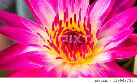 Close-up of a beautiful vibrant pink water lily flower with yellow center 139642733