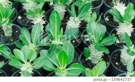 High angle view of young Pachypodium plants growing in nursery pots High angle view of young Pachypodium plants growing in nursery pots 139642737