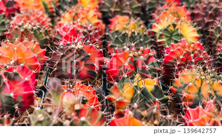 Collection of colorful Gymnocalycium variegated cactus plants in pots Collection of colorful Gymnocalycium variegated cactus plants in pots 139642757