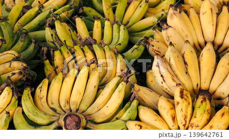 Fresh organic bananas bunch in the garden, ripe yellow and raw green bananas 139642761