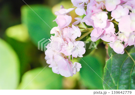 Hydrangea or macrophylla or Hydrangeaceae or pink hydrangea Hydrangea or macrophylla or Hydrangeaceae or pink hydrangea 139642779