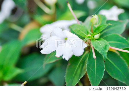 Balsaminaceae, Impatiens hawkeri W Bull New Guinea Hybrids or New Guinea Impatiens or white flower Balsaminaceae, Impatiens hawkeri W Bull New Guinea Hybrids or New Guinea Impatiens or white flower 139642780