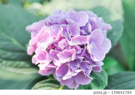 Hydrangea or macrophylla or Hydrangeaceae or purple hydrangea Hydrangea or macrophylla or Hydrangeaceae or purple hydrangea 139642784