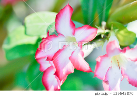 Desert rose, APOCYACEAE or Adenium obesum or Mock Azalea or Pinkbignonia or Impala lily or white and red flower 139642870