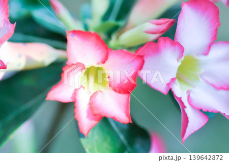 Desert rose, APOCYACEAE or Adenium obesum or Mock Azalea or Pinkbignonia or Impala lily or white and red flower 139642872