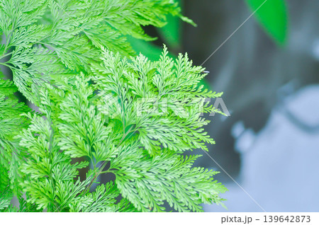 Rabbits Foot Fern,Davillia fejeensis Hook or Davilliaceae or Wibelia denticulata or DAVALLIACEAE or fern plant Rabbits Foot Fern,Davillia fejeensis Hook or Davilliaceae or Wibelia denticulata or DAVALLIACEAE or fern plant 139642873