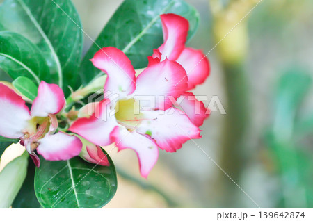 Desert rose, APOCYACEAE or Adenium obesum or Mock Azalea or Pinkbignonia or Impala lily or white and red flower 139642874