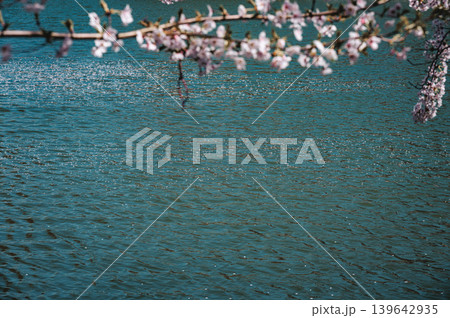 【臥竜公園】水面に舞い散ったサクラの花びら【須坂市】 【臥竜公園】水面に舞い散ったサクラの花びら【須坂市】 139642935